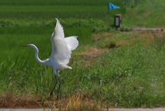 飛び立つ