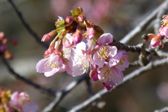 河津桜