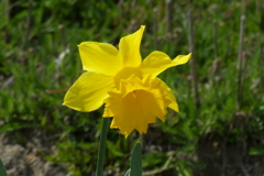 真っ黄色の水仙