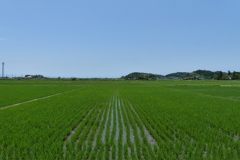 緑の田園