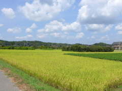 田んぼ