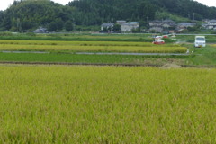 収穫風景