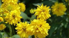 花笠菊