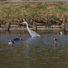 池の水鳥たち