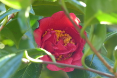 変わったツバキ　検証