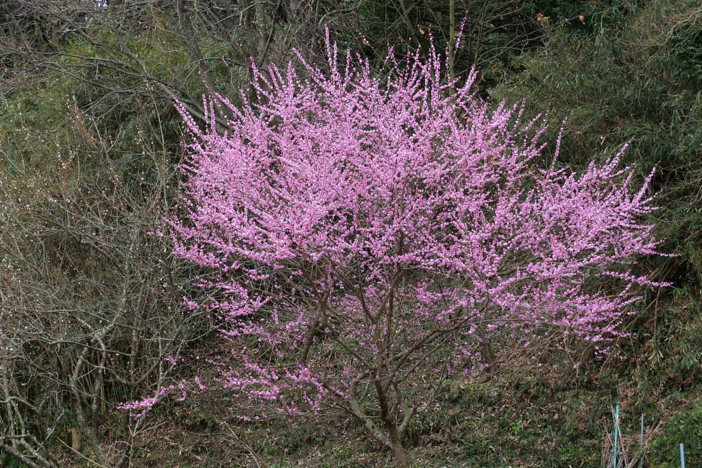 華やかな紅梅？桃？