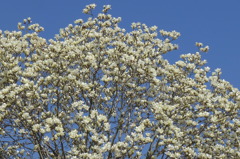 無数の白花