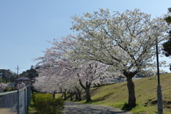 コロニーの隣の公園の桜