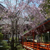 枝垂れ桜　2