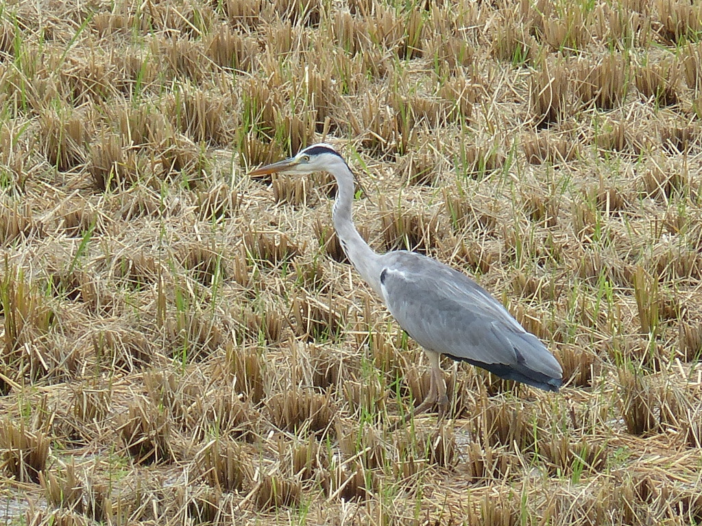 やってきました！