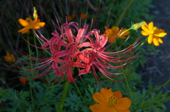 曼珠沙華