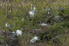 コロニーの様子　2