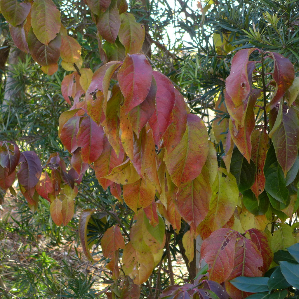 紅葉