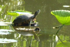 蓮池の亀