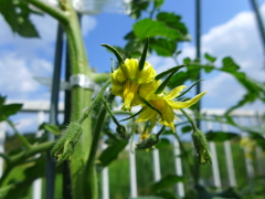 次々と花が咲く