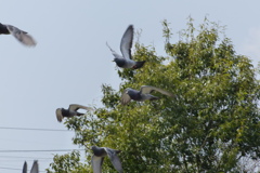 鳥に襲われる！？