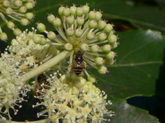 八つ手の花