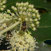 八つ手の花