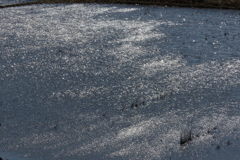 田んぼの煌き