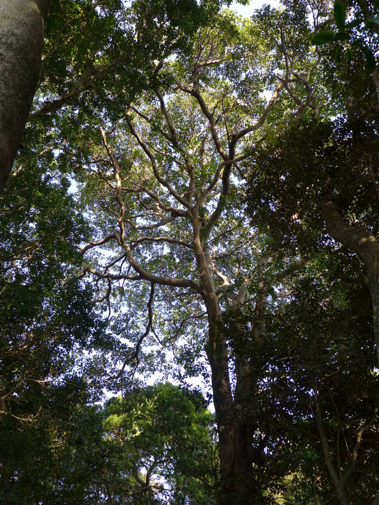 神社森の中