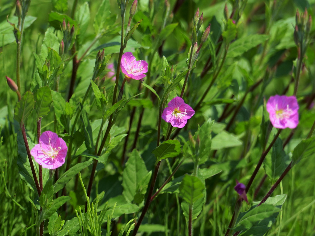 アカバナユウゲショウ