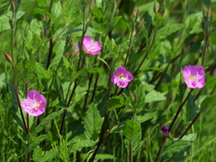 アカバナユウゲショウ