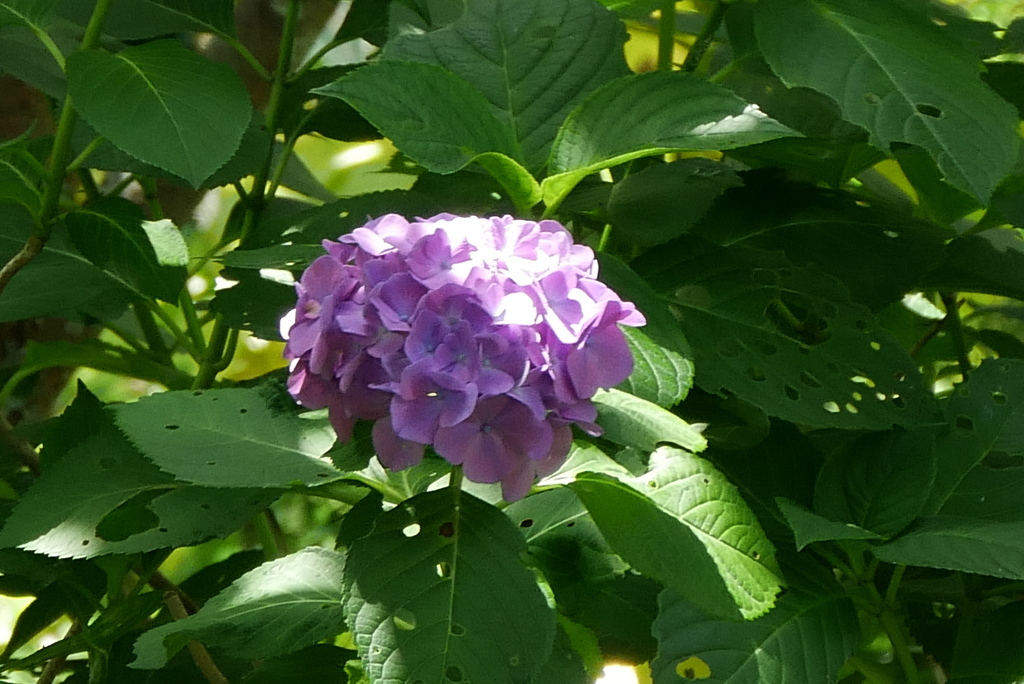 忘れられた花　2
