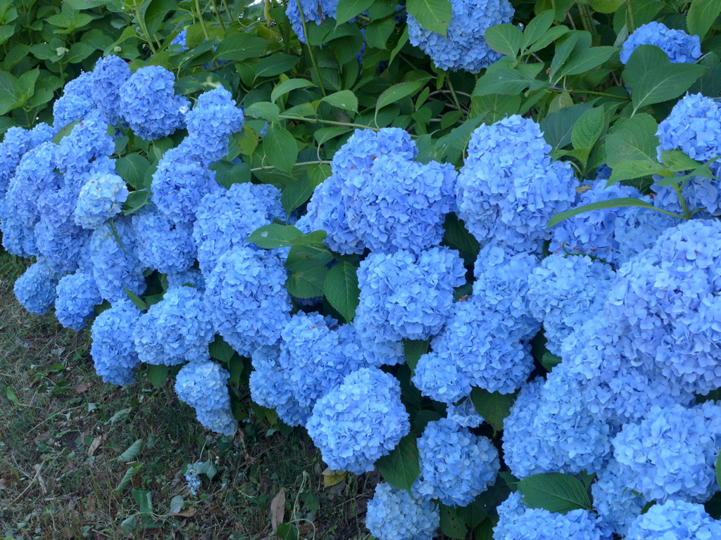 ブルーの紫陽花