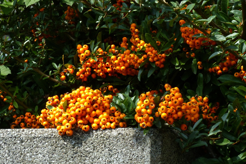 ピラカンサ