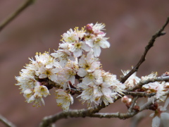 桜の様ですが