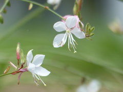 白蝶草