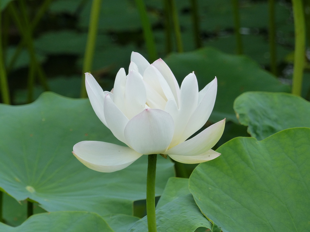 白い蓮
