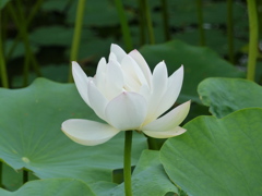 白い蓮