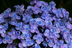 渦アジサイ　その後