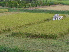 すぐ前の田んぼ