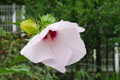 アメリカ芙蓉