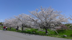 桜