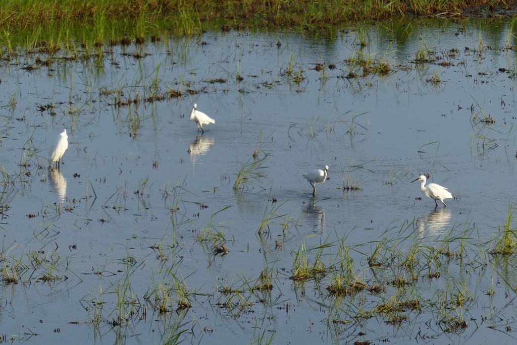 四羽で来てます