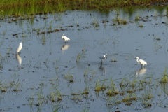 四羽で来てます