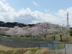 公園の桜　4