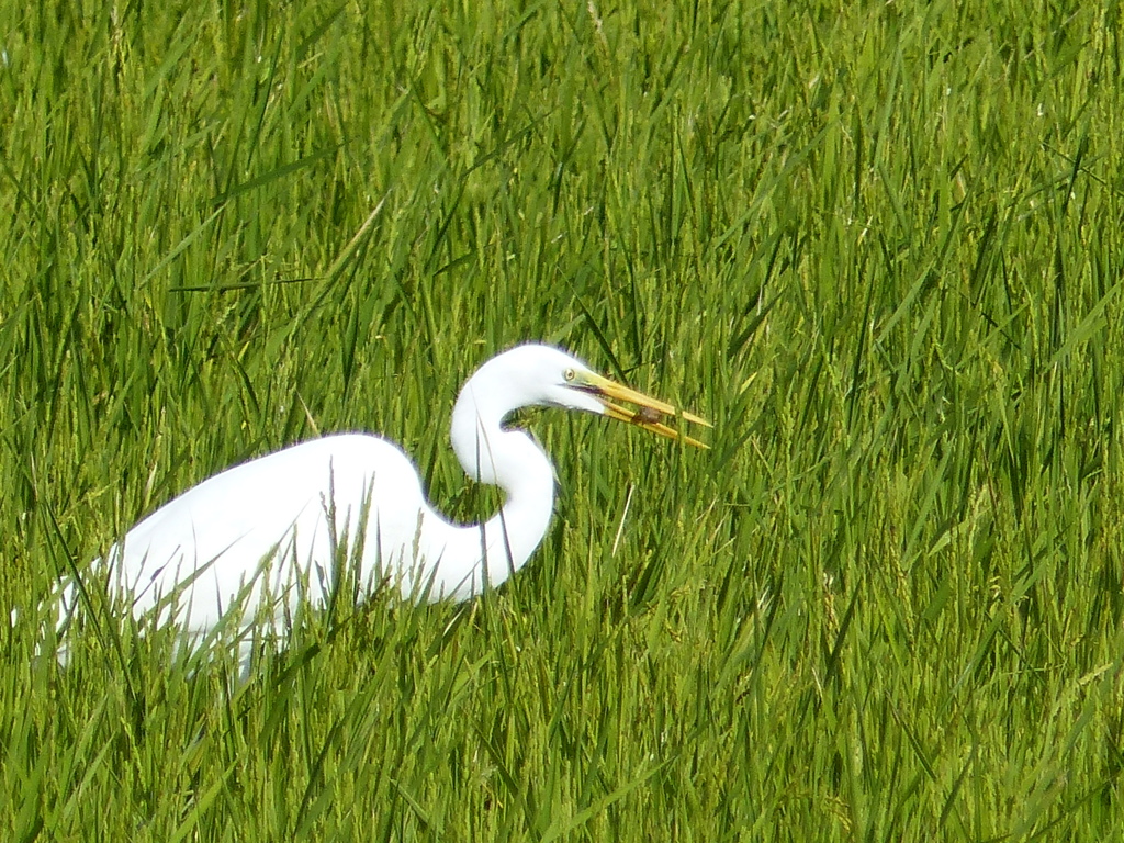 ザリガニをゲット