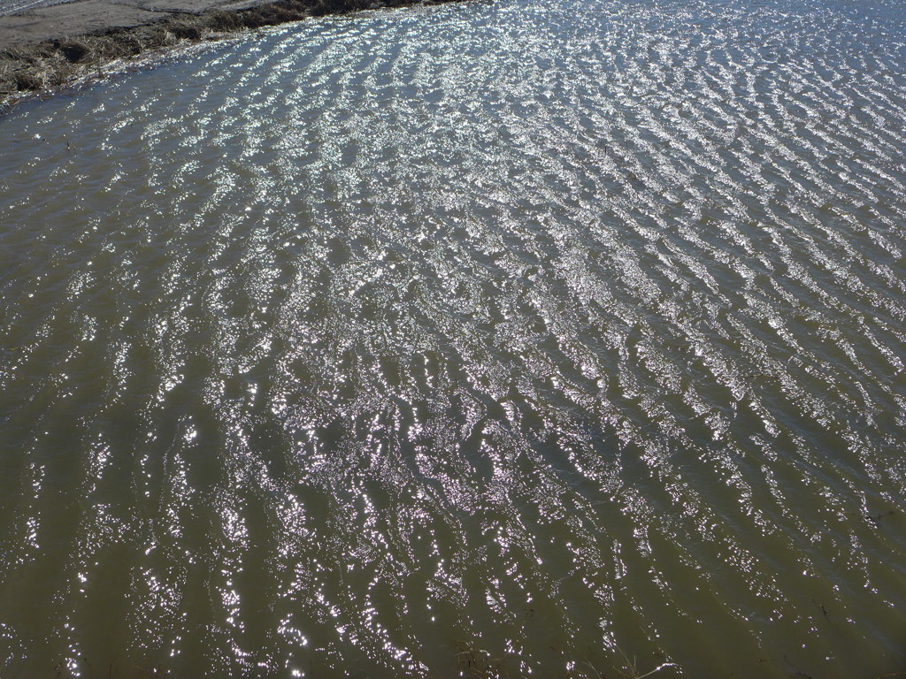 水紋