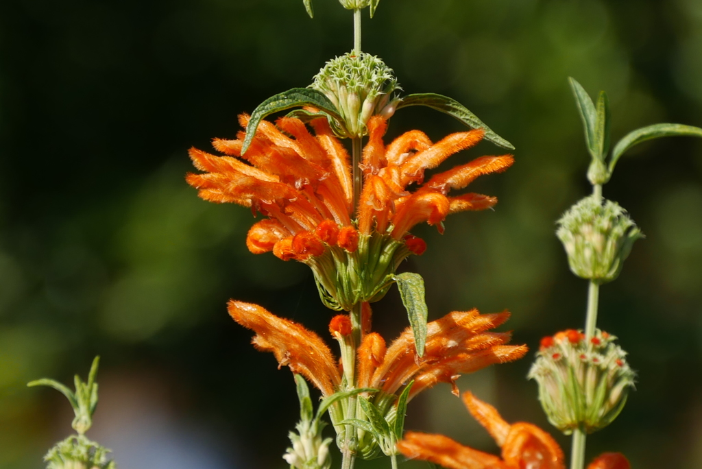 レオノチスセージ　1