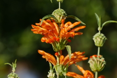 レオノチスセージ　1