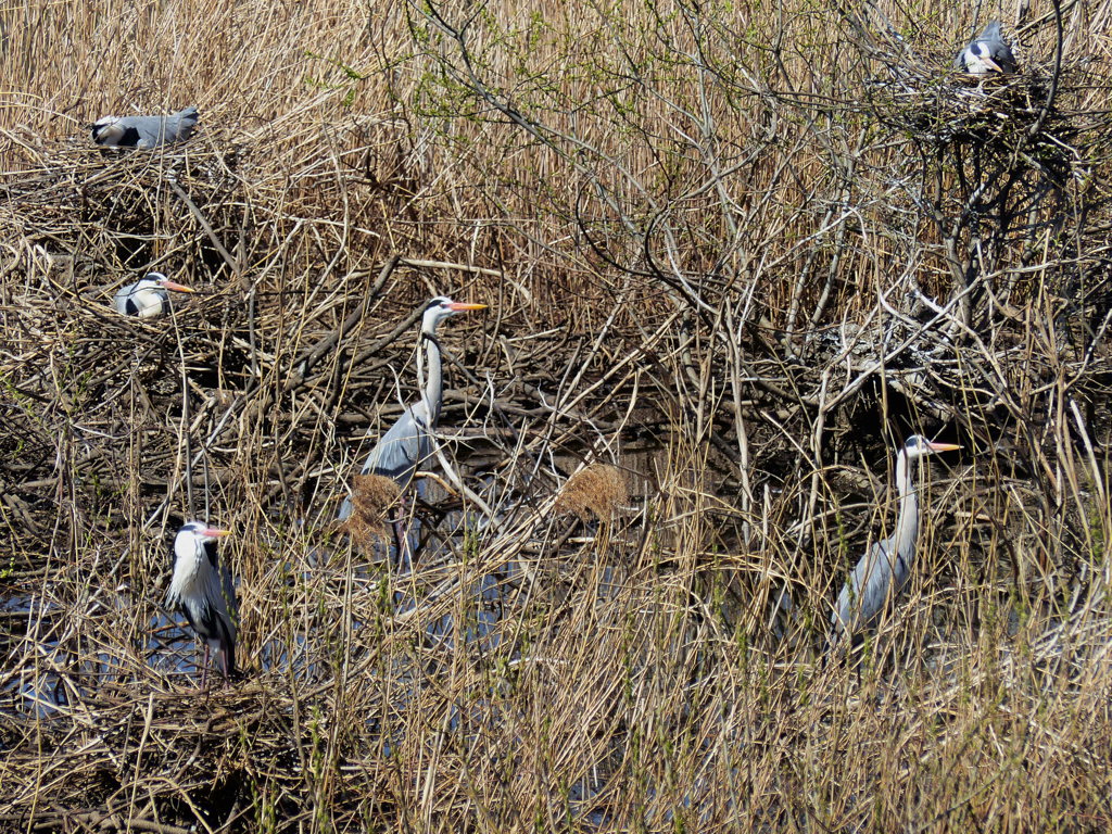 アオサギのコロニー