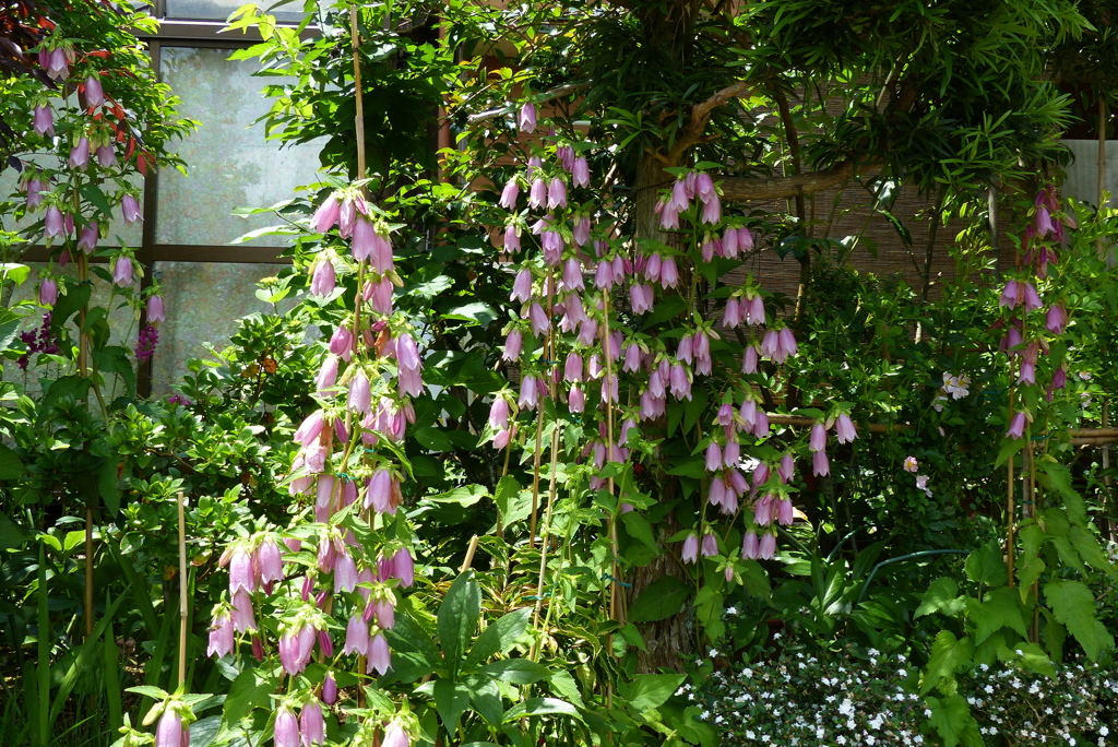 ホタルブクロの宝庫