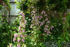 ホタルブクロの宝庫