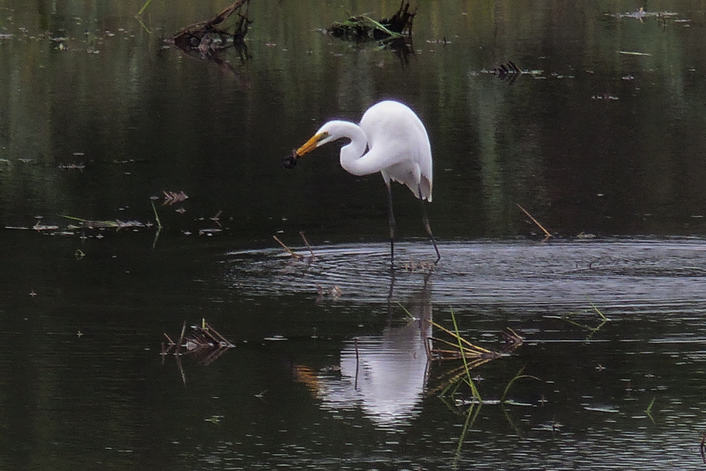 ドジョウをゲット