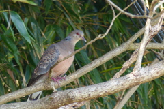 山鳩