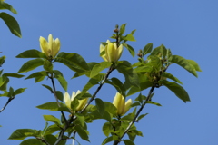 黄花モクレン